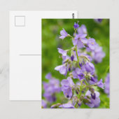 Verfijn blauwe bloemen op een groen veld in een le briefkaart (Voorkant / Achterkant)