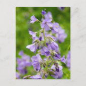 Verfijn blauwe bloemen op een groen veld in een le briefkaart (Voorkant)