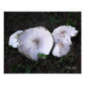 Verfrommelde schotels foto afdruk (Voorkant)