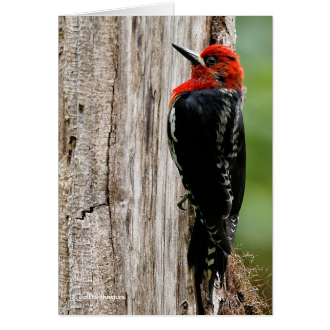 Vergadering van een "Red-Breasted Sapsucker" (Voorkant)