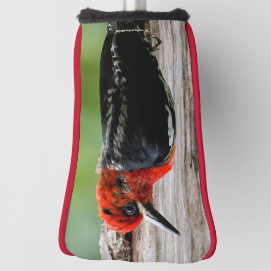 Vergadering van een "Red-Breasted Sapsucker" Golfheadcover (Draai 90)