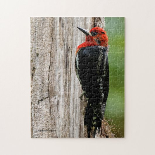 Vergadering van een "Red-Breasted Sapsucker" Legpuzzel (Verticaal)