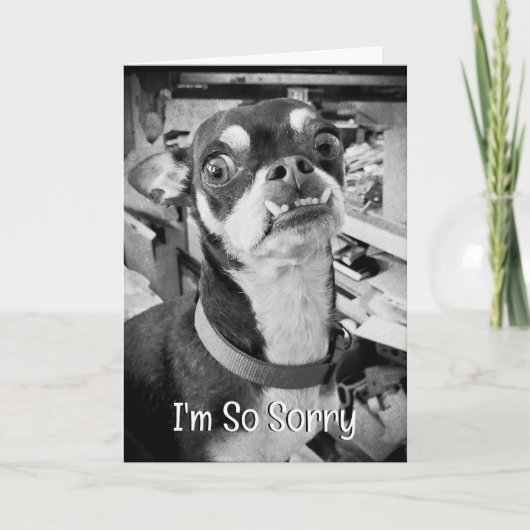 Vergeef me | Het spijt me | Funny Chihuahua Kaart (Voorkant)