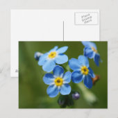 Vergeet-me-knots bloemen briefkaart (Voorkant / Achterkant)