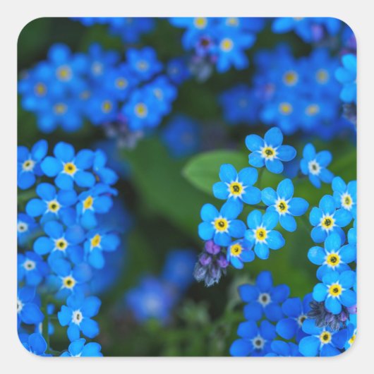 Vergeet-me-niet Bloemen Stickers (Voorkant)