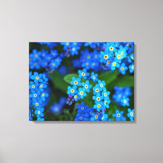 Vergeet-me-niet Bloemen Verpakt Canvas Art (Voorkant)