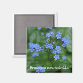 Vergeet-me-niet botanische magneet (Voorkant / Achterkant)