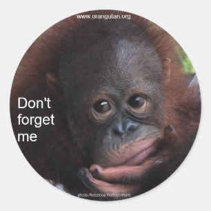 Vergeet me niet (primaat Baby) Ronde Sticker