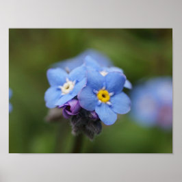 Vergeet me, niet voor altijd en nooit! poster