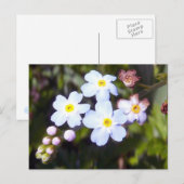 Vergeet me Nots 1 Briefkaart (Voorkant / Achterkant)