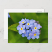 Vergeet-me-nots Briefkaart (Voorkant / Achterkant)