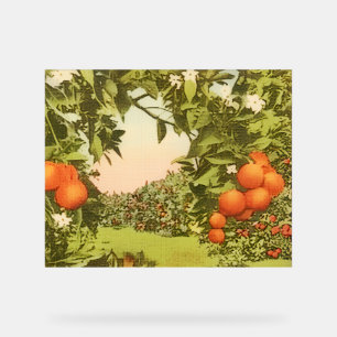 Verger d'orange vintage