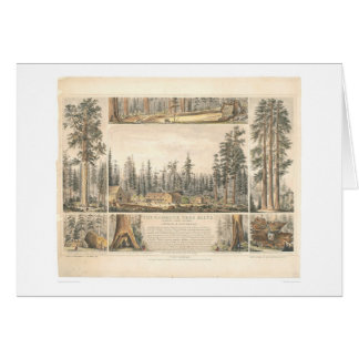 Verger gigantesque d'arbre (0976A)