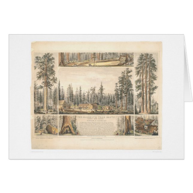 Verger gigantesque d'arbre (0976A) (Devant horizontal)