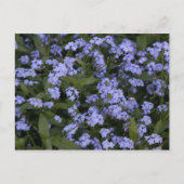 Vergissmeinnicht Briefkaart (Voorkant)