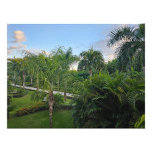 Vergroting palmboomfoto