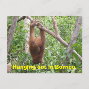 Verhangen in Borneo Funny Animals Briefkaart