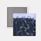 Verhoogd celmembraan magneet (Voorkant / Achterkant)