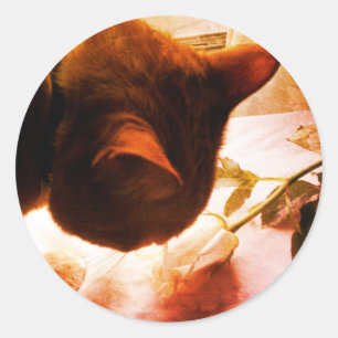 Vérification Des Stickers De Chat