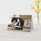 Verjaardag, Black N White Cat Kaart (Gele Bloem)
