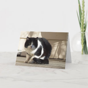 Verjaardag, Black N White Cat Kaart
