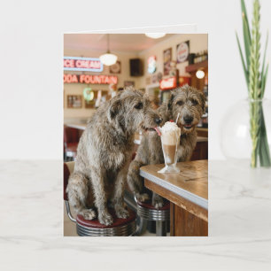Verjaardag Ierse Wolfshonden Genieten van een Milk Kaart