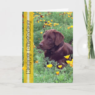 Verjaardag Knappe Labrador Retriever Hond Foto Kaart