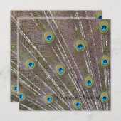Verjaardag Peacock Feathers Kaart (Voorkant / Achterkant)