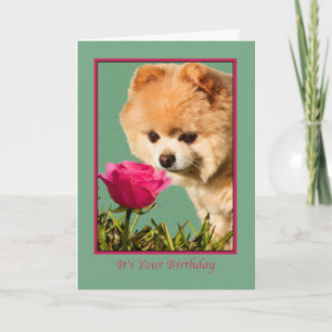 Verjaardag, Pommerse Hond en Roos Kaart