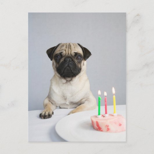 Verjaardag Pug Briefkaart (Voorkant)
