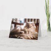 Verjaardag Ragdoll Kitten op kussen Kaart (Voorkant)