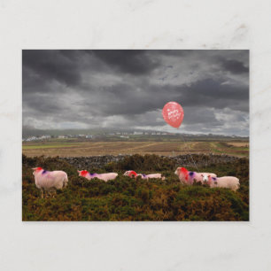 Verjaardag schaap briefkaart