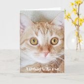 Verjaardag Tabby Cat humor Kaart (Gele Bloem)