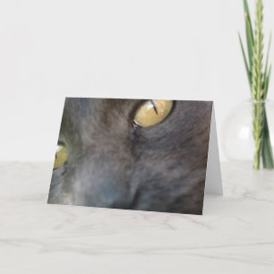 Verjaardag van Nosy Cat Kaart