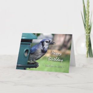 Verjaardag voor zwager, Blue Jay in Feeder Kaart