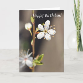 Verjaardag witte kersenbloesems kaart