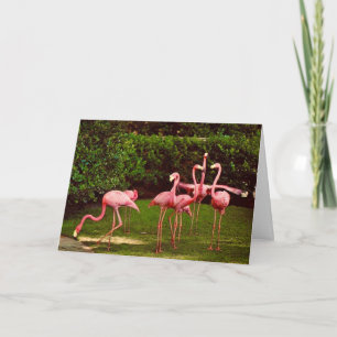 Verjaardagskaart Flamingo Kaart
