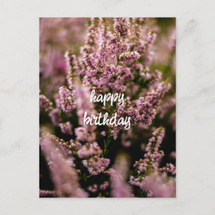 Verjaardagskaart Heidebloemen Foto Briefkaart