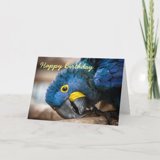 Verjaardagskaart Hyacint Macaw papegaaien Kaart (Voorkant)