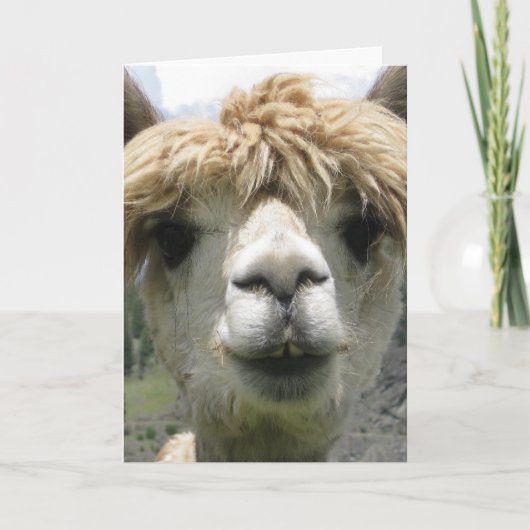 VERJAARDAGSKAART MET ALPACA EN FUN KAART (Voorkant)