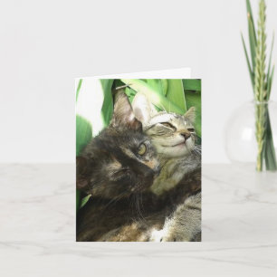 Verjaardagskaart met knuffelende schattige katjes kaart