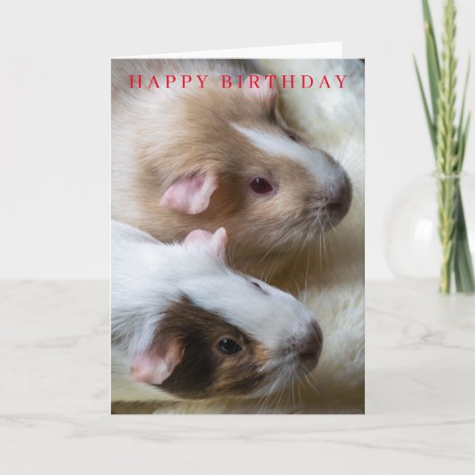 verjaardagskaart voor cavia's kaart (Voorkant)