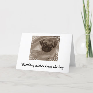Verjaardagswensen van de hond kaart