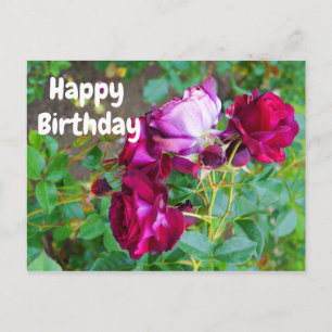 Verjaardagswensen Wilde Blauwe Verre Roos #1 Ansic Briefkaart