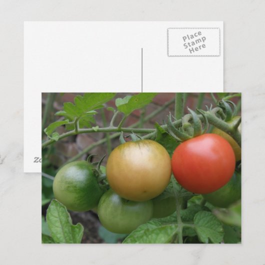 Verkeerslicht Tomaten Briefkaart (Voorkant / Achterkant)