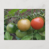 Verkeerslicht Tomaten Briefkaart (Voorkant)
