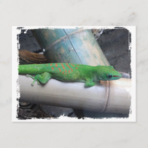 Verklaringen van Madagaskar Giant Day Gecko Aankondiging