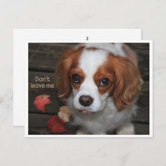 Verlaat me niet Verlass Mich nicht Briefkaart (Voorkant / Achterkant)