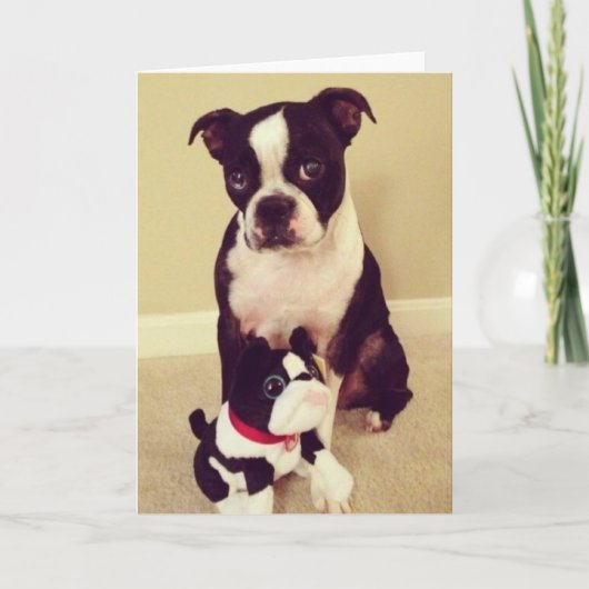 Verlegen Boston Terrier Kaart (Voorkant)