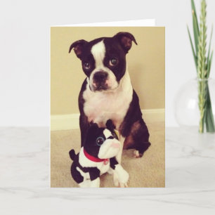 Verlegen Boston Terrier Kaart